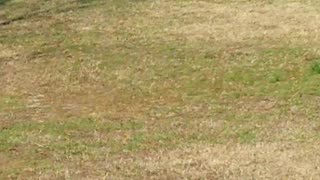 American Bald Eagle on the golf course Clearwater Florida