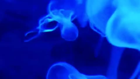 Underwater Diving with Jellyfish