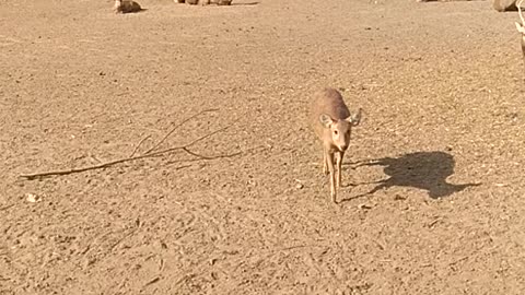 The Far View of Deers in Safari Park.