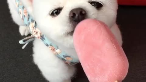 Adorable perro pequeño disfruta un delicioso helado