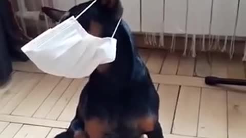 Dogs put on mask after hearing cough/sneeze 😷 😂