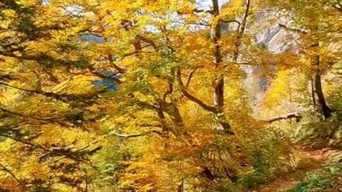 Would you like to hike here🍁🍂🌲