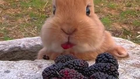 Adorable and heartwarming little rabbit.
