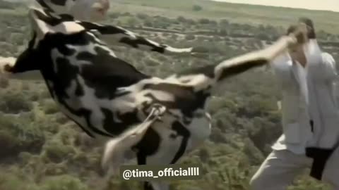 Cow Fiting : Funny Video must watch once 😂