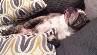 Totally relaxed bulldog refuses to get up to go outside
