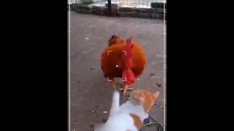 Funny Fight cat vs chicken 🐔