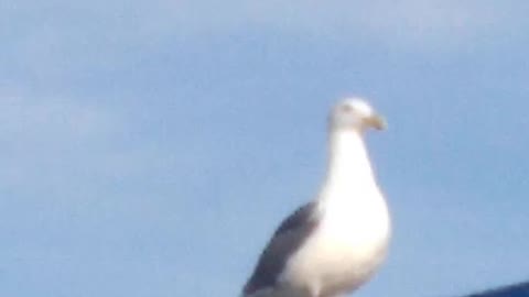Ocean Beach Pier Seagull standing on the bridge!