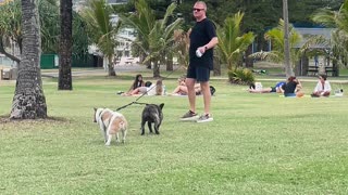 Dogs Dragged Through Grass