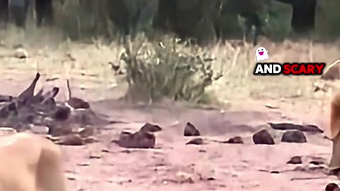 Lions Flee as Elephant Herd Takes Over Waterhole