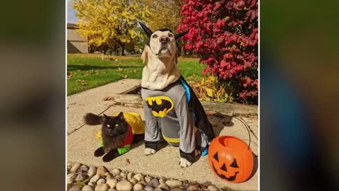 Best Halloween pets moments 2022