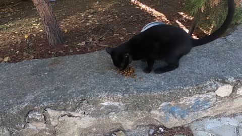 Long tailed black cat asks me for food by meowing and purring