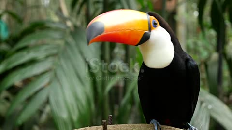 ANIMAL SHOW- WATCH BEAUTIFUL TOUCAN BIRD IN BRAZIL