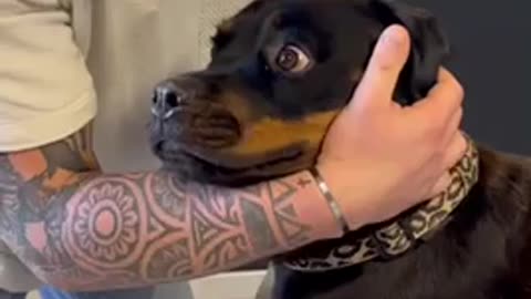 Dog chiropractic - His reaction is priceless