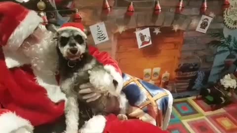 Dogs meet Santa Paws