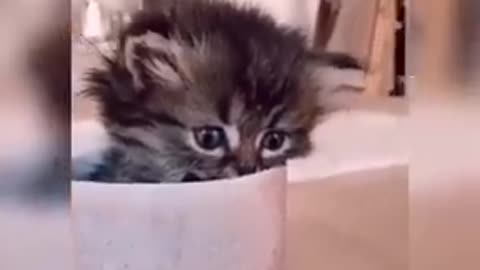 Baby Cats - Cute and Funny Cat Videos