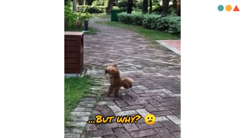 Funny cats and dogs 🤪 _ Funny animals 😍 _ Best funny videos 2024 _ Try not to laugh _ Entertainment