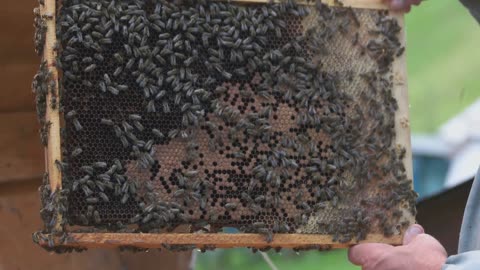 Indian Wells Bee Swarm explained