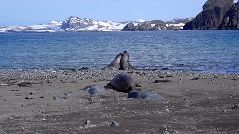 Seals on Elephant Point, Antarctica