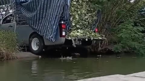 Camioneta arrojando hojas al rio ynagtzhen en China‼️‼️‼️🤯🤯🛻🌿☘️🍀🍀