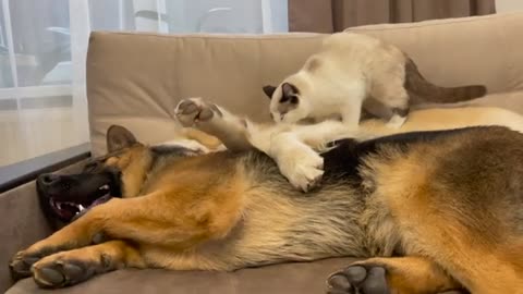 Golden Retriever and German Shepherd Puppy think a Kitten is a Broken Dog!