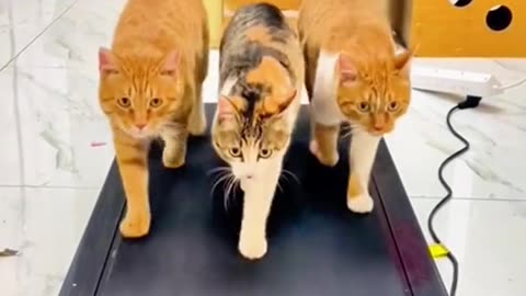 "The Purrfect Trio: Adventures of the Feline Trio"