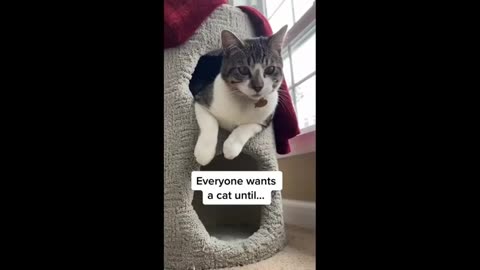 Baby Cats 😻Cute and Funny Cat Videos #MJ4FUN