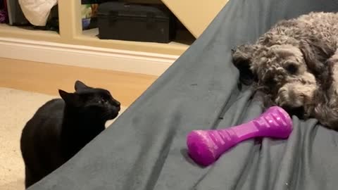 Stealthy Cat Hilariously Sneaks Up On Napping Dog