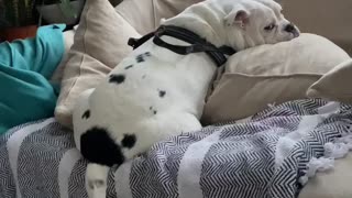 Bulldog wagging wildly shakes his tail