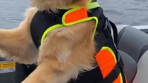 This dog is so good that he can go on a cruise