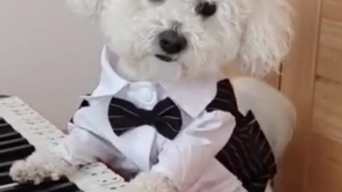 Dog playing Piano🐕🐶