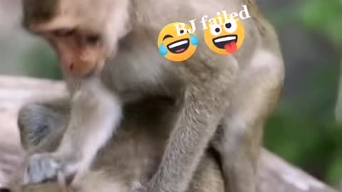 Funniest monkeys