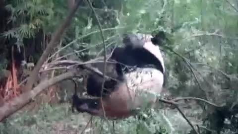 Panda fighting a Tree