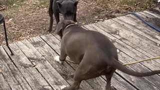 Dogs Tug of War