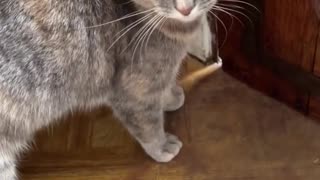 Meow to make cats come to you FUNNY VIDEO