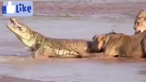 Crocodile vs lion attack video