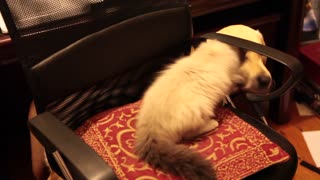Ragdoll Kitten plays attack the Puppy from Office Chair