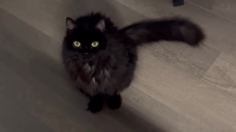 Cats create parody of 'The Shining' for Halloween