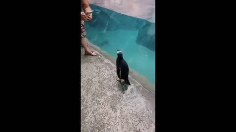 crazy penguin