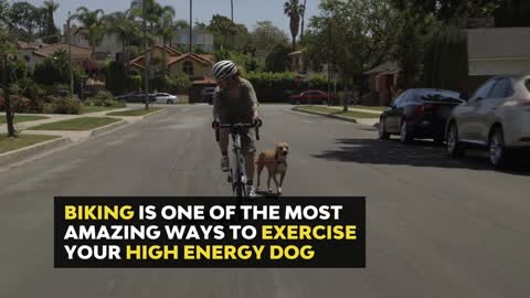 How To Ride A Bike With Your Dog