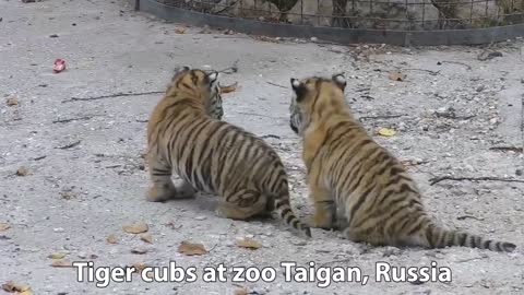 Meet the newborn tiger cubs