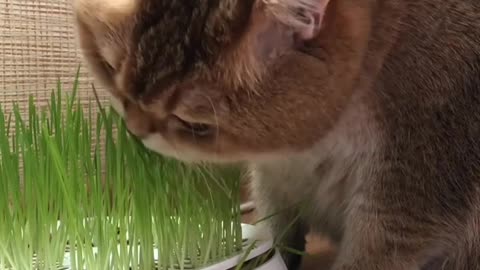 vegetarian. Cat 😺😺... So eating grass 🤣😋