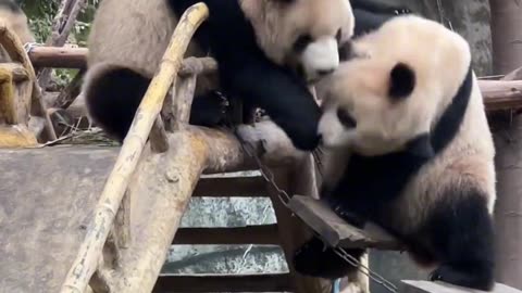 Panda brothers playing together.