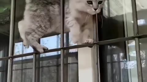 Cat🐈🐱 funny moment