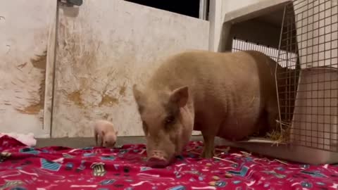 Rescued Mama Pig & Baby Piglet Talking to Each Other