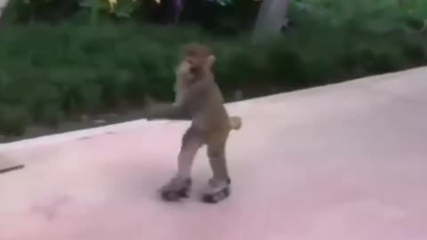 Monkey roller skating