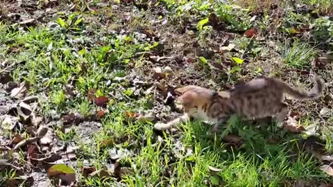 Playful kitten playing in the yard (Interesting actions of a kitten)