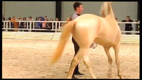 Akhal teke, the golden horse