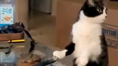 Funny animals video