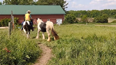 Nutmeg - learning to be ponied at walk and trot, etc. - 20 May 2024
