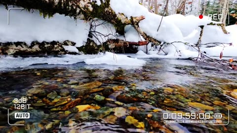🔴Nature Euphoria | Winter Watch | Video 004